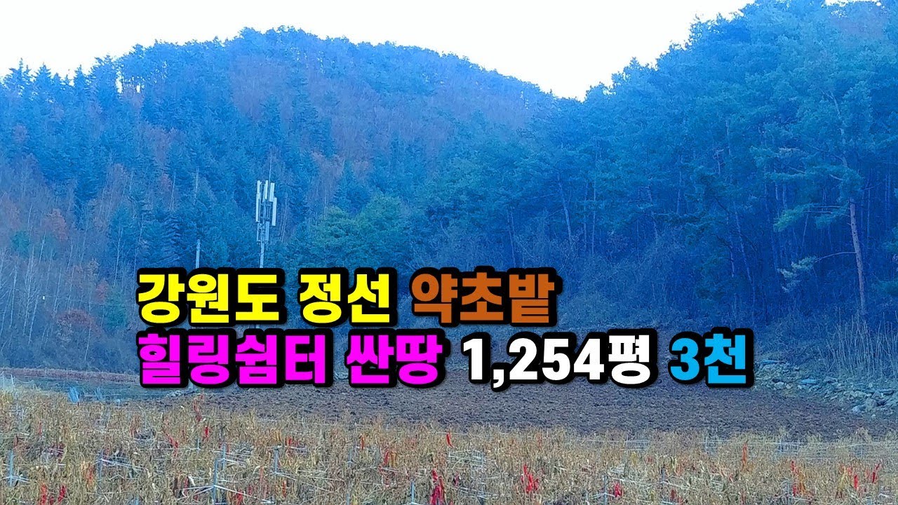 #정선토지매매 #소나무숲힐링쉼터 #산촌오지주말농장 강원도 정선군 신동읍 운치리 산약초 산나물재배 및 나만의 전용캠핑장 운용 좋은 솔 숲 외진땅매매, 가족묘터매매 (정선-5124)