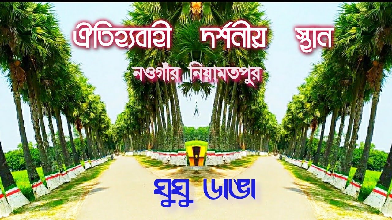 সারিসারি তাল গাছের অপরুপ দৃশ্য ঘুঘু ডাঙা গ্রাম | plam tree road | ghughu danga niyamotpur