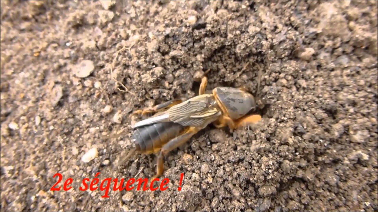 Courtilière ou Taupe-grillon: séquences 