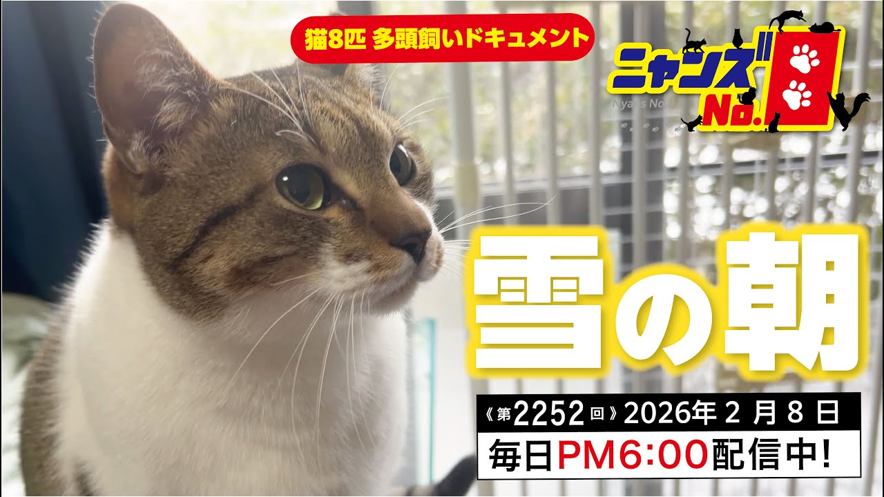 《第2252回》雪の朝