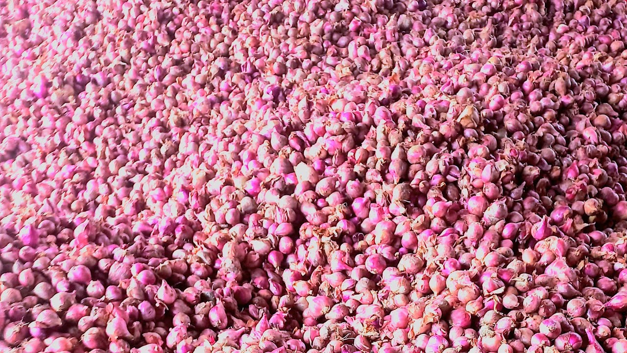 Harga bawang merah melonjak meroket