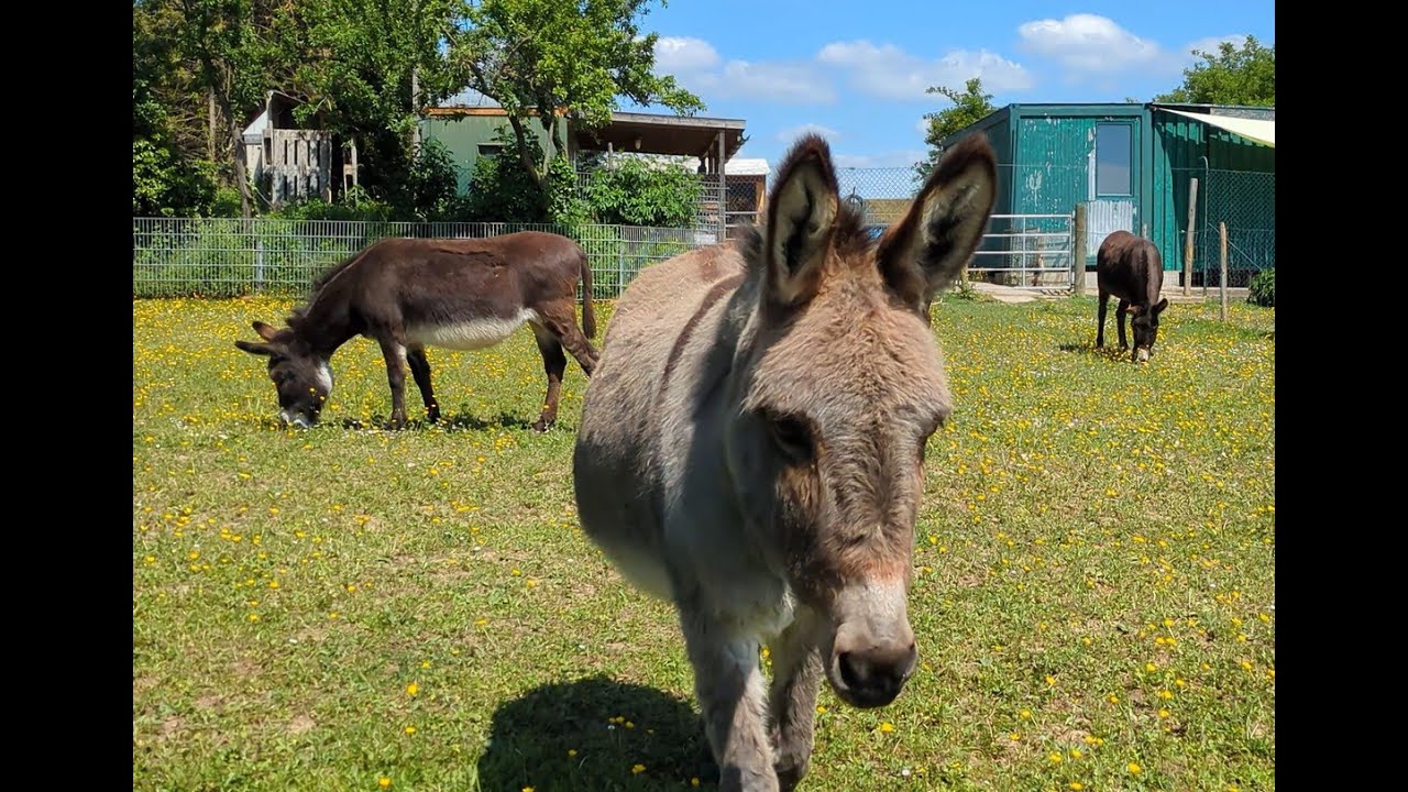 Sonnenhof #stuttgart #farm