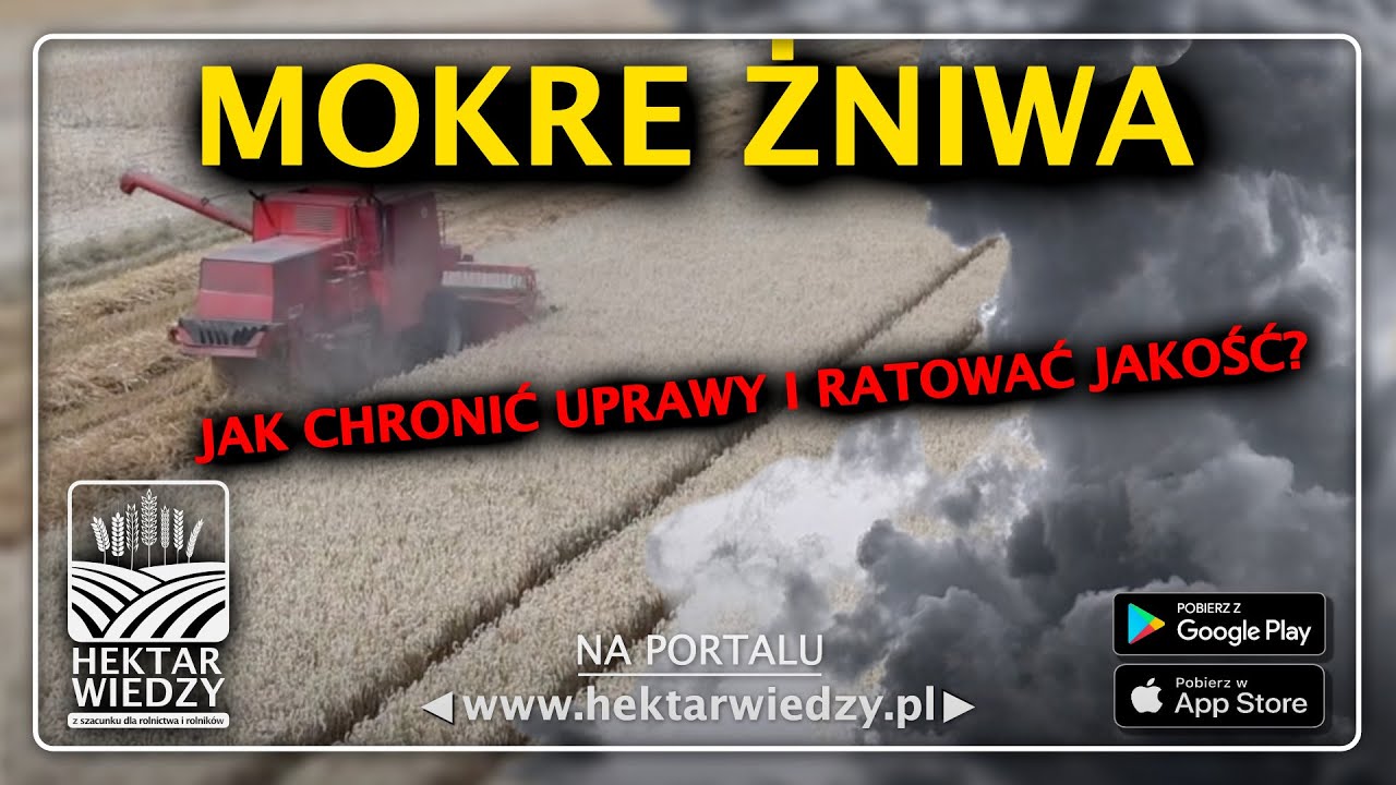 MOKRE ŻNIWA | JAK CHRONIĆ UPRAWY I RATOWAĆ JAKOŚĆ? | HEKTAR WIEDZY | WYKŁAD 230
