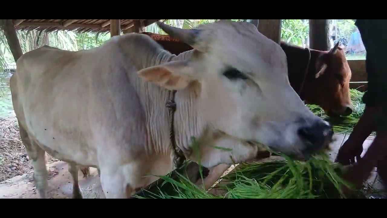 Video asli peternak sapi rutinitas harian memberi makan sapi di kandang