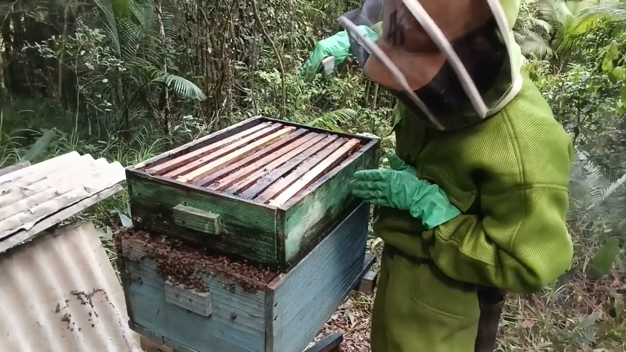 Introdução de uma melgueira 