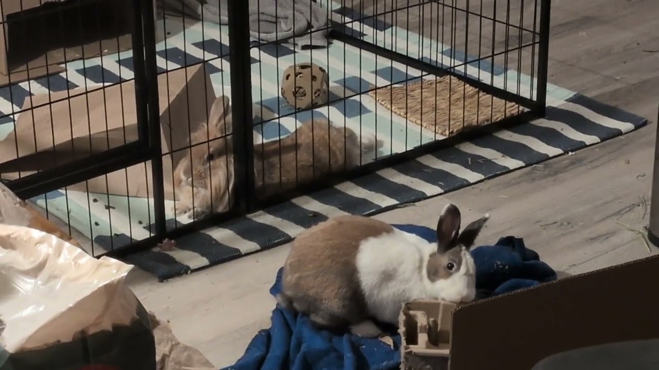Kira and Hambo being chill until they hear a noise