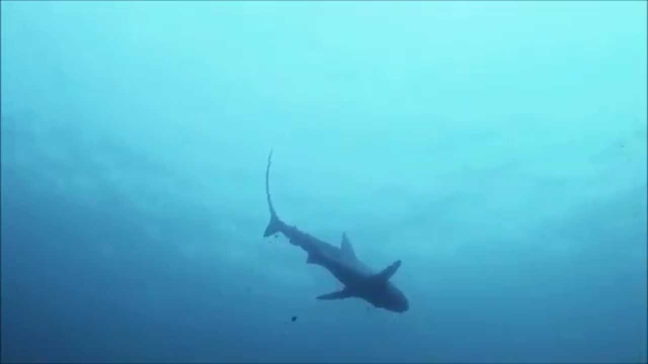 Sharks of Cabbage Tree Bay