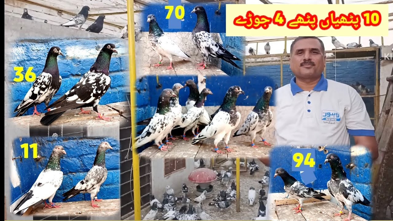  Pigeon pairs best quality 10 young age pigeon male female