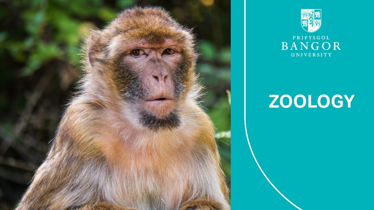Virtual Visit Day -  Zoology