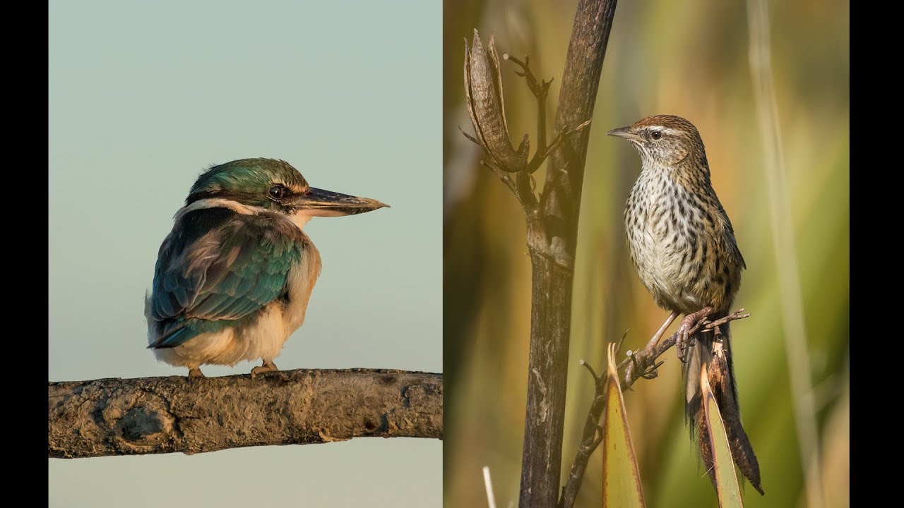 2018 Vlog # 4  -   Wildlife Photography ... Kingfishers & Fernbirds