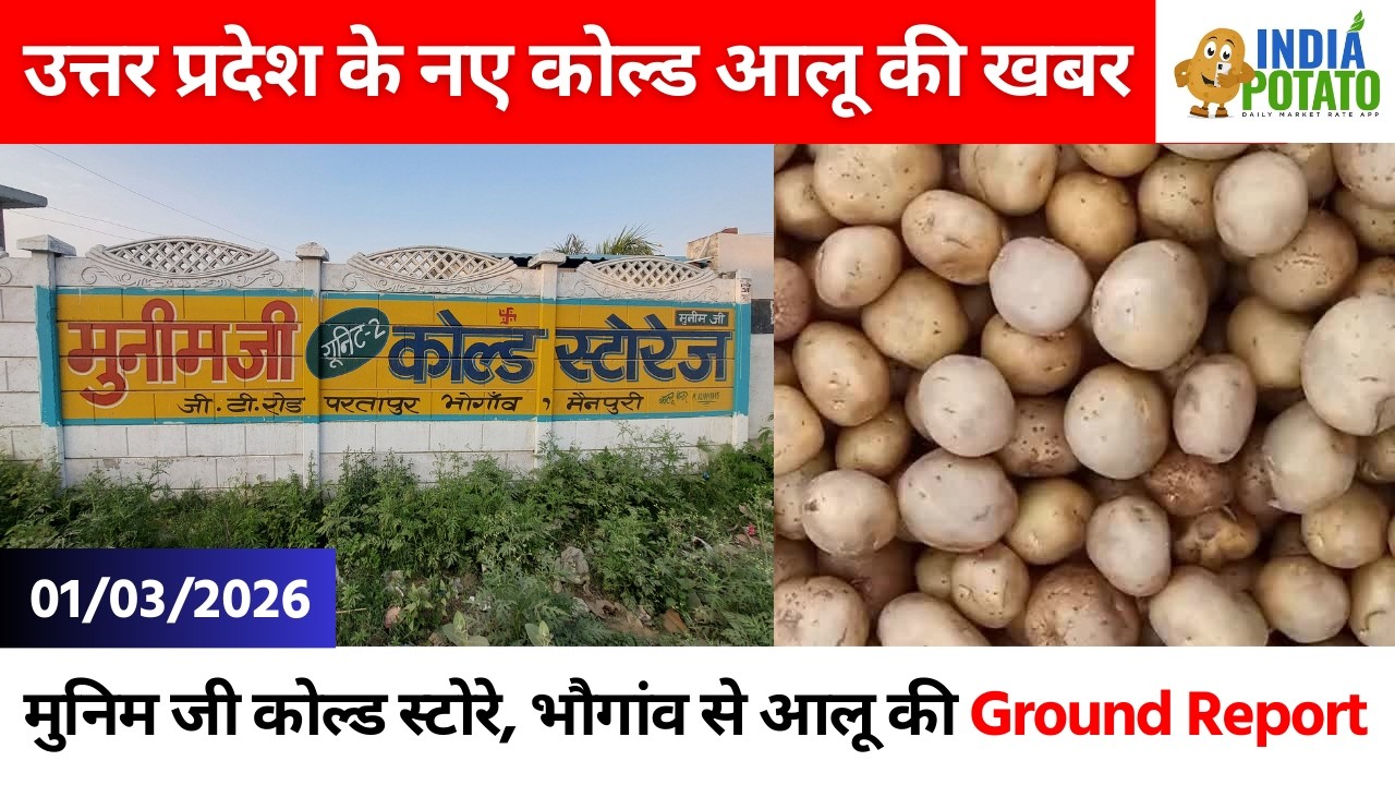 01/03/2026 : भौगांव, उत्तर प्रदेश से नए कोल्ड स्टोरे के आलू की Ground Report - India Potato News
