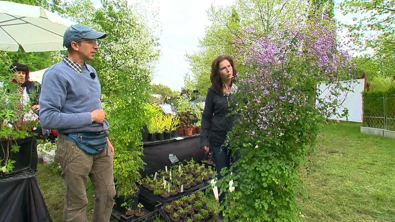 Jardins d'Ile de France : Courson vu par Alexandra Jansen