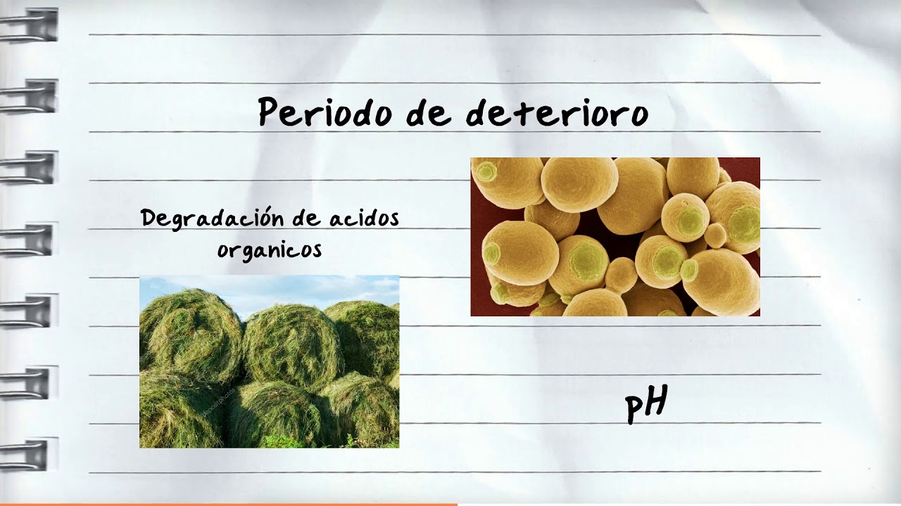 Microbiologia del ensilaje