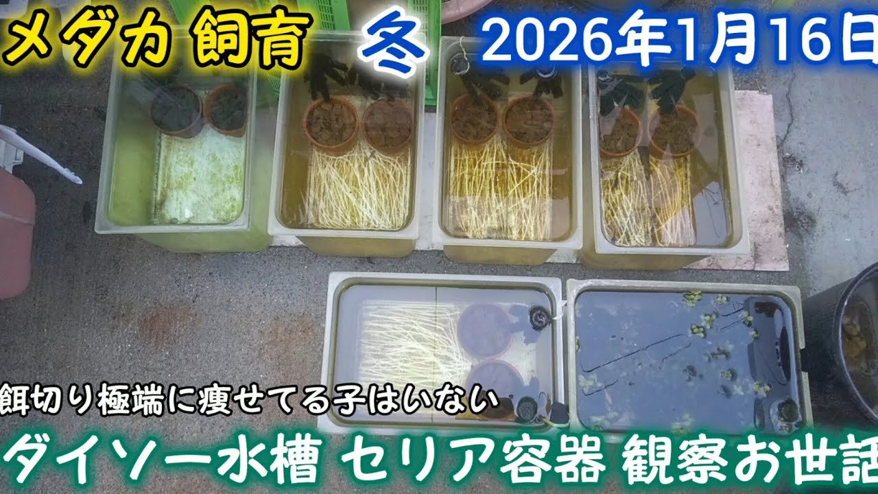 メダカ 冬 1月16日 ダイソー水槽 セリア容器 観察お世話 餌切り 痩せてる子はいない めだか 飼育 越冬 屋外