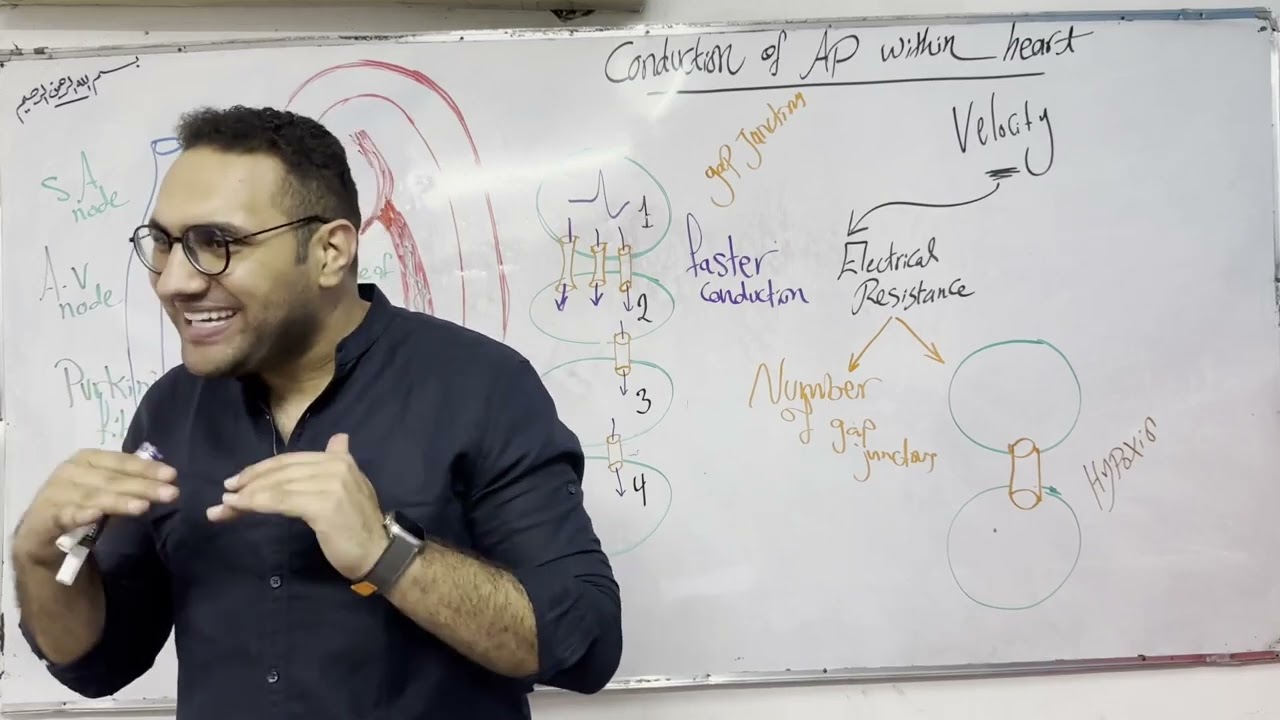 Cardio Physiology -3 د/الشريف