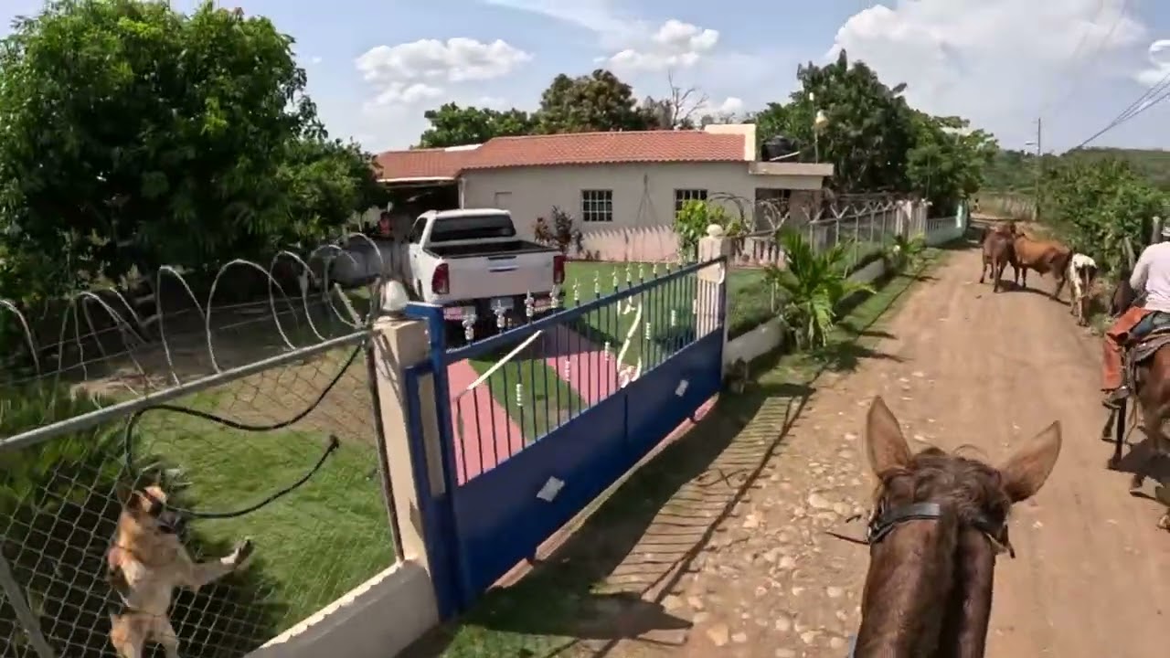 Hoy llegamos as moncion donde mi amigo nenes Brito 🫡 @AgroliferdTV  esto eran buenos 🔥💪#sajoma #cow