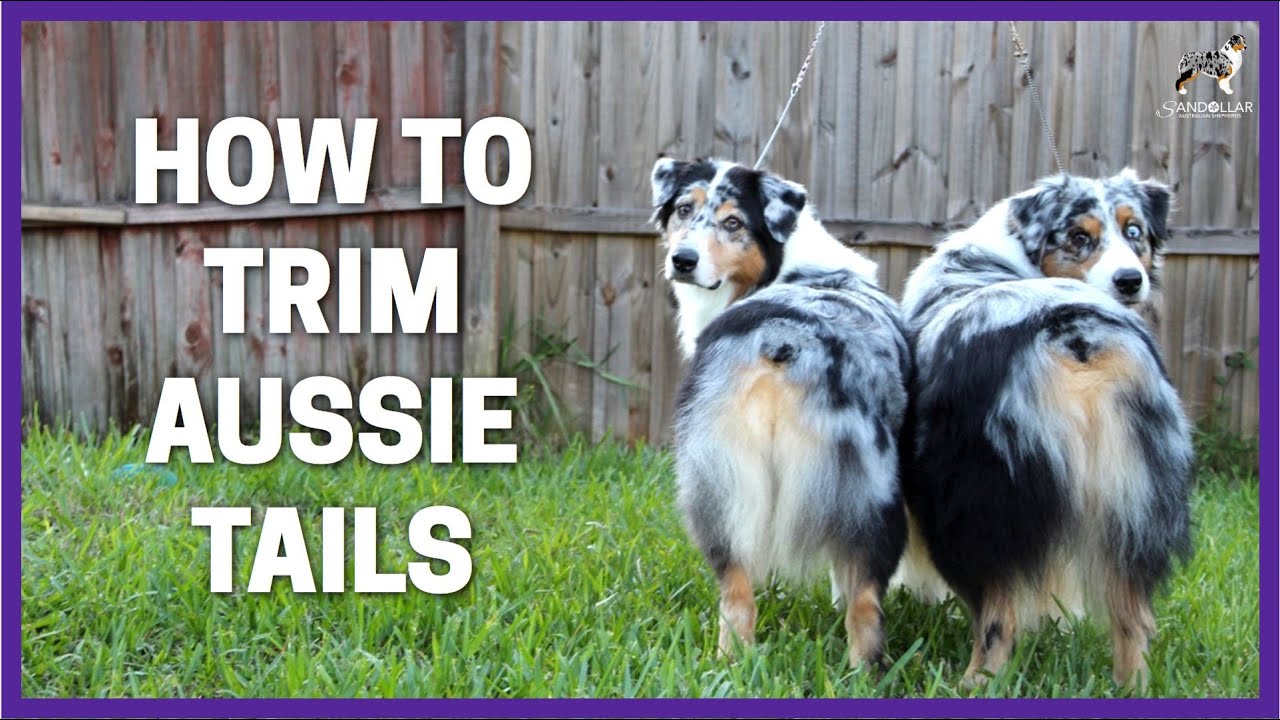 How To Trim Aussie Tails
