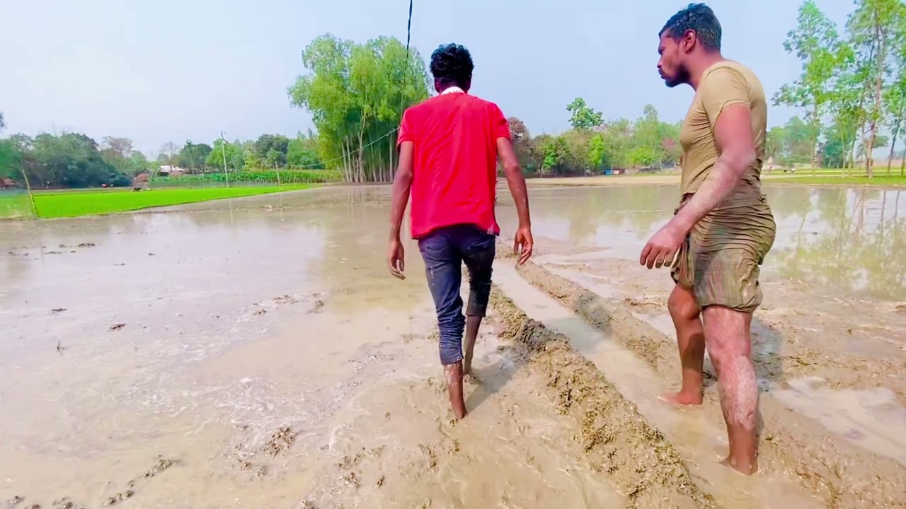 ধান খেতে পানি নিয়ে কি করে😁😆😁😁😆