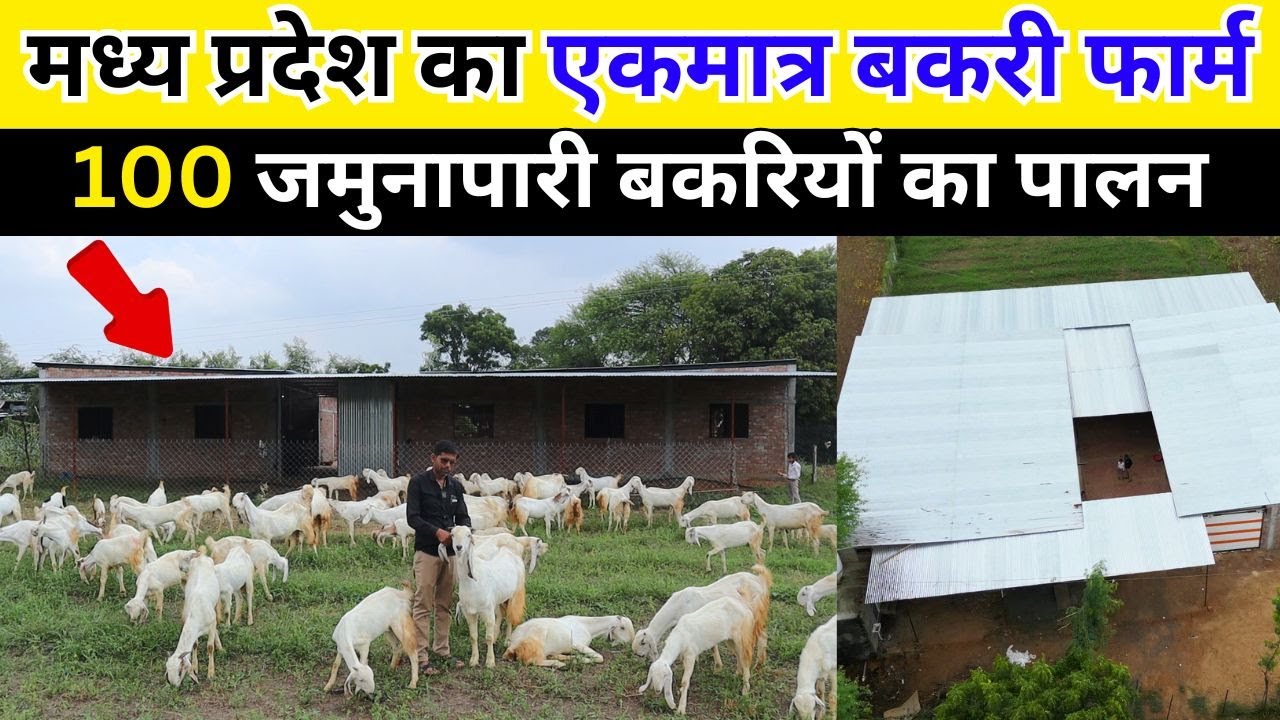 100 जमुनापारी बकरियों का पालन |मध्य प्रदेश का एक मात्र बकरी फार्म |JAMUNAPARI GOAT FARMING IN INDIA