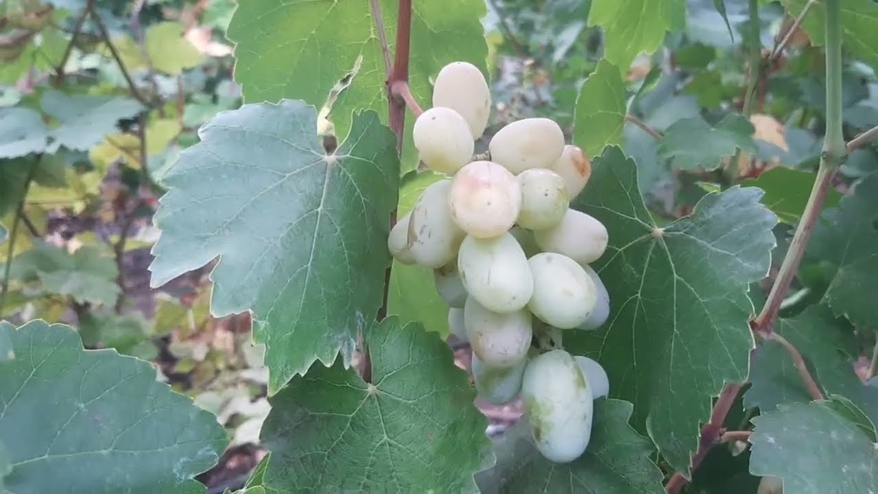 Эти сорта на удаление