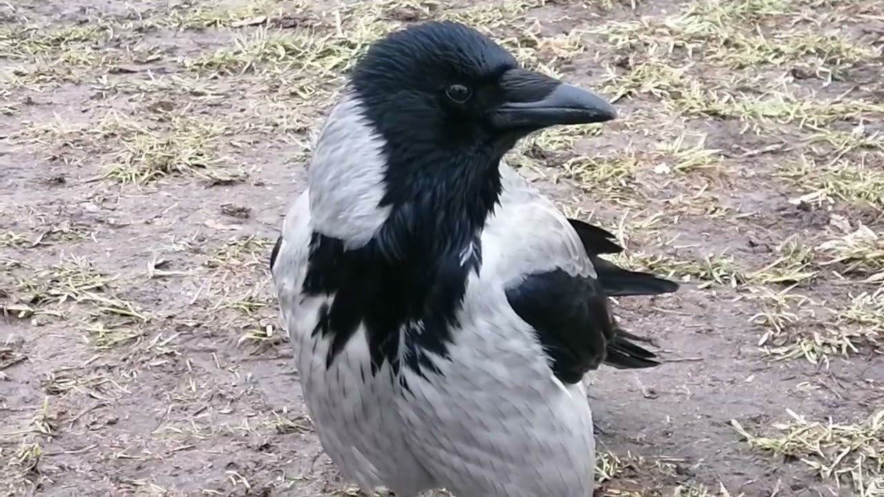 Ворона Брутта и её команда на завтраке / Female crow Brutta & her gang in the morning 