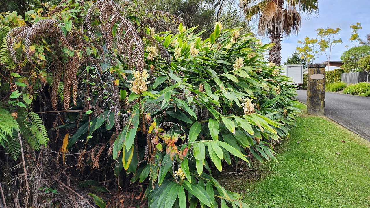 Overgrown Garden Gets an Amazing Transformation!
