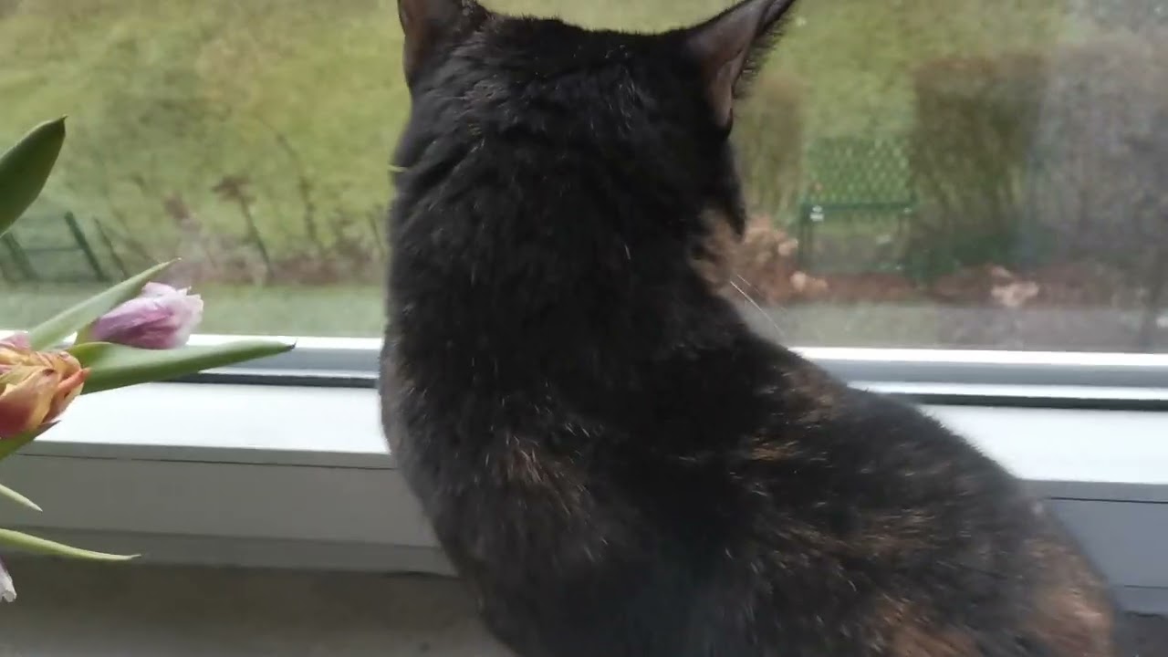 Видео про кот 1 часть 
