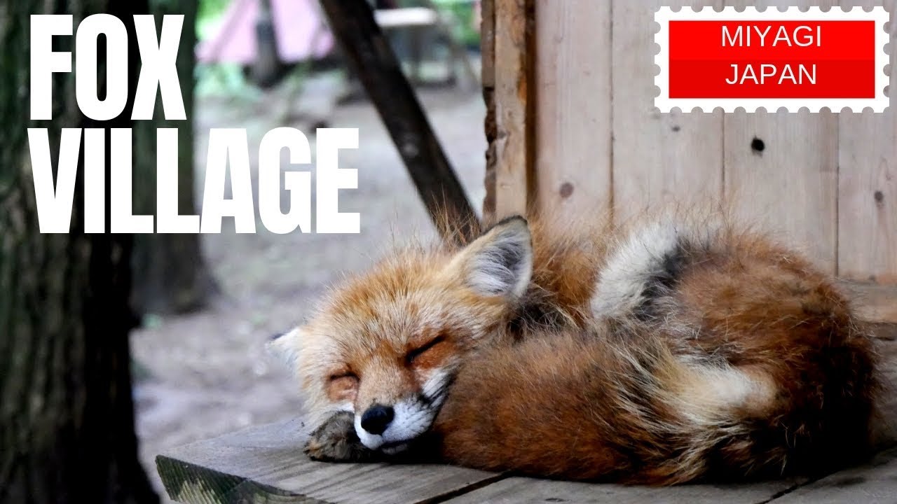 Fox Village In Japan! [Kitsune Mura in Zao Miyagi]