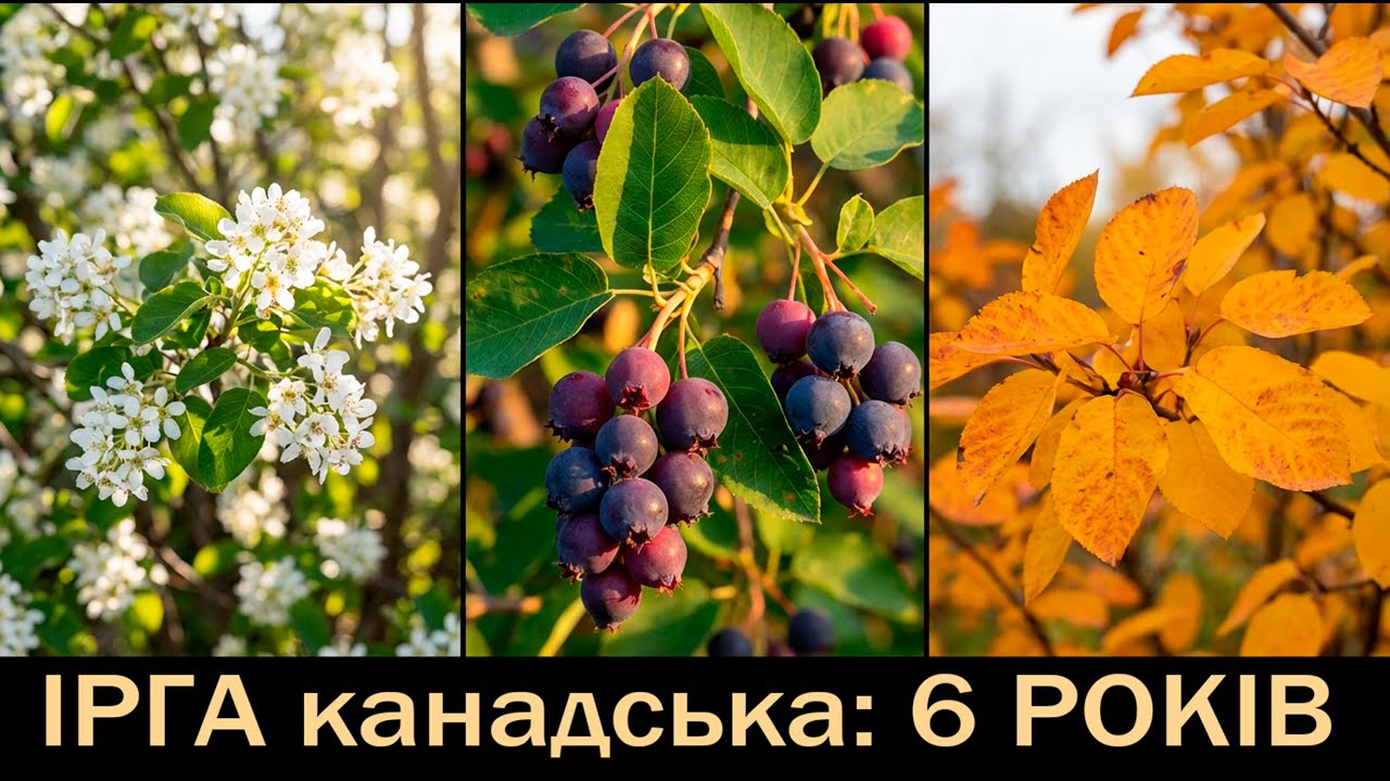 Огляд 6-річної канадської ірги: Сорти, сила росту та стійкість до заморозків