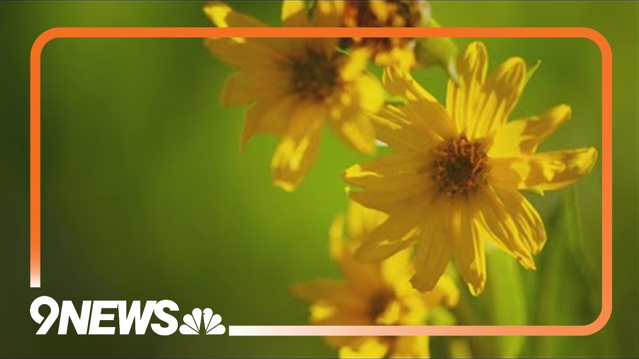Colorado&rsquo;s Wildflower Capital: Where pretty flowers hold purpose