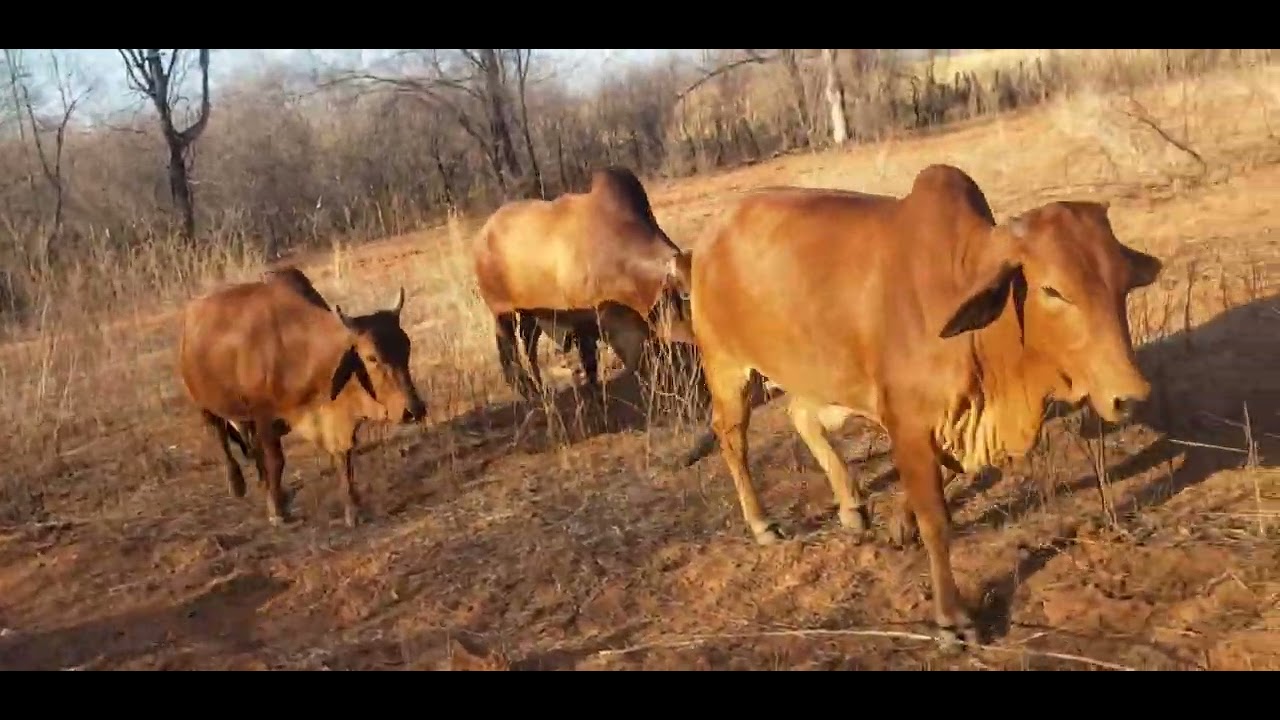 AS VANTAGENS DA VEGETAÇÃO DA CAATINGA
