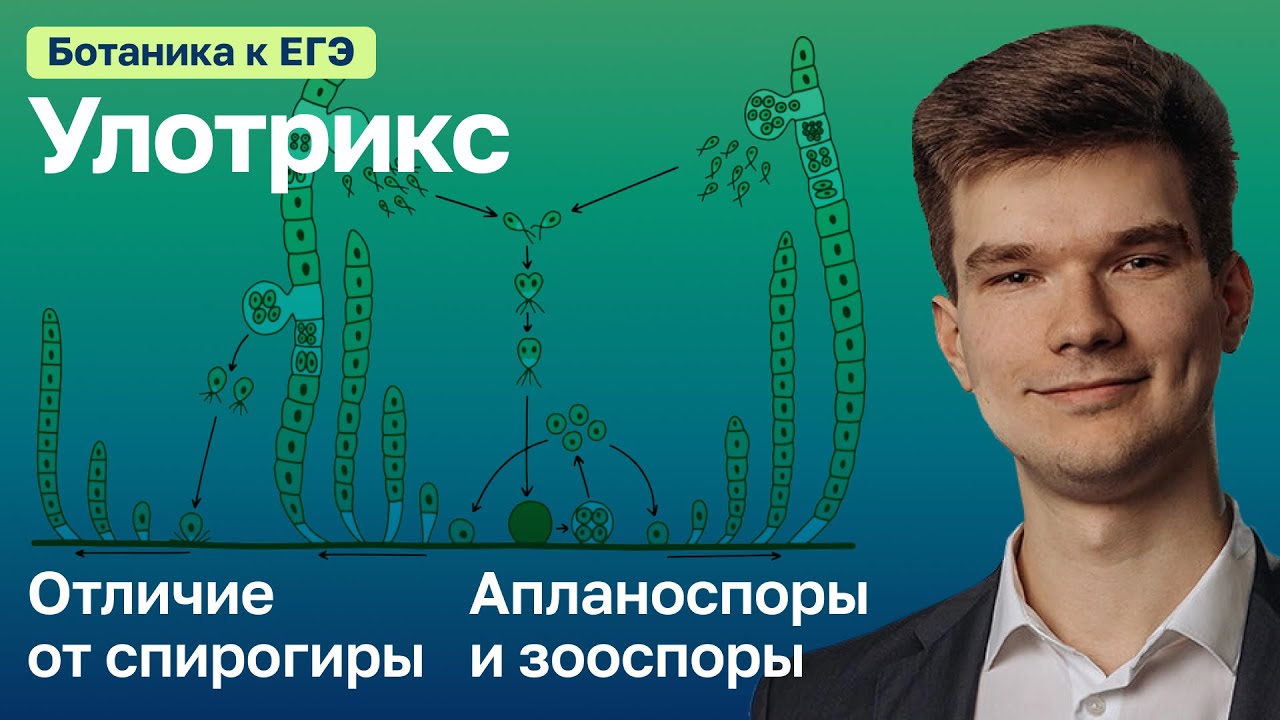7.33. Улотрикс | Ботаника к ЕГЭ | Георгий Мишуровский