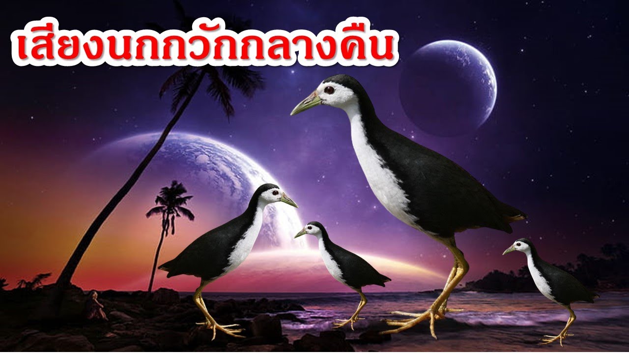 เสียงนกกวักกลางคืน ใช้ต่อกลางคืนได้ผลดีมาก