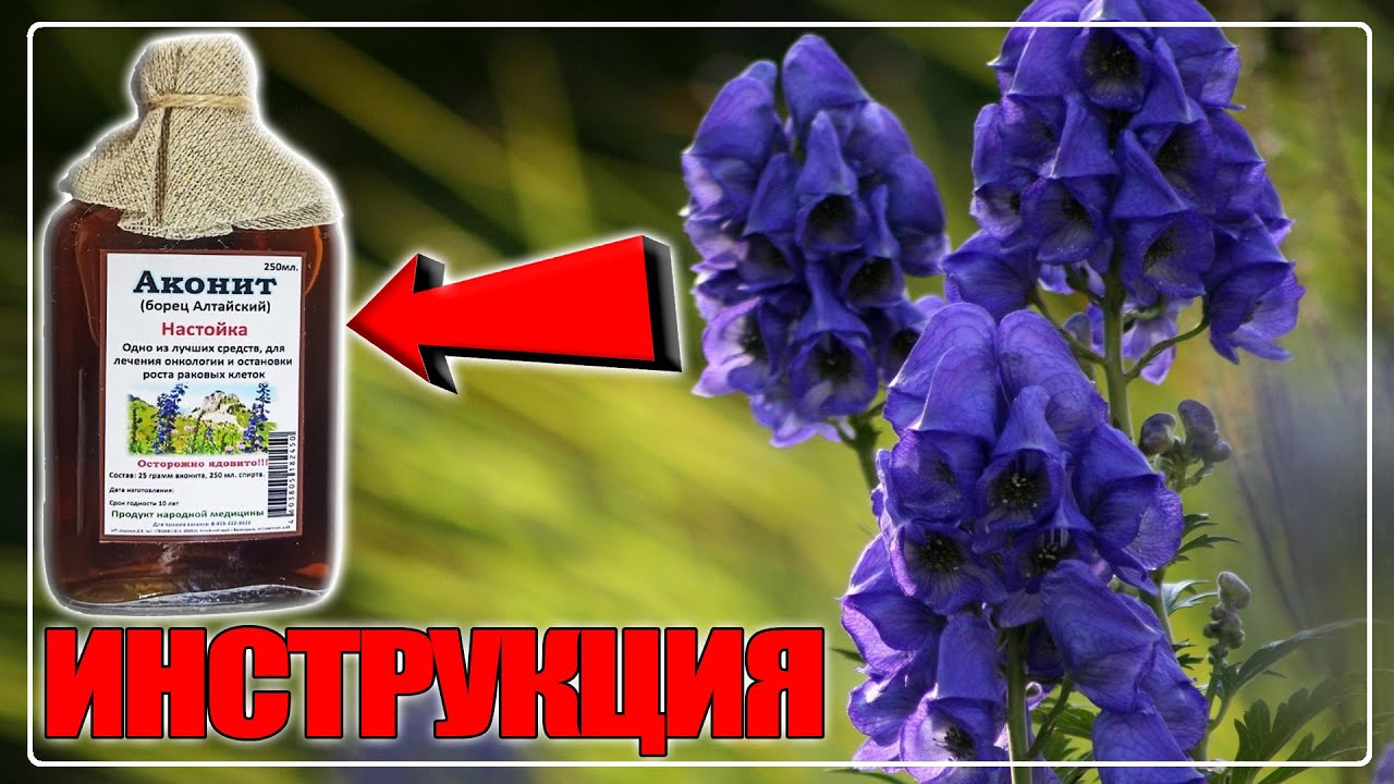 АКОНИТ НАСТОЙКА ИНСТРУКЦИЯ ПО ПРИМЕНЕНИЯ | АКОНИТ ДЖУНГАРСКИЙ &ndash; БОРЕЦ №1