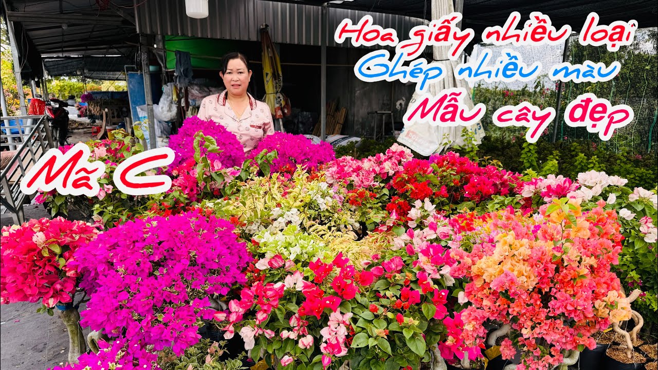 Hoa giấy nhiều loại mẫu cây đẹp siêu bông chào bán..28/02😘📲0706.763.012.Chị-Ngọc 