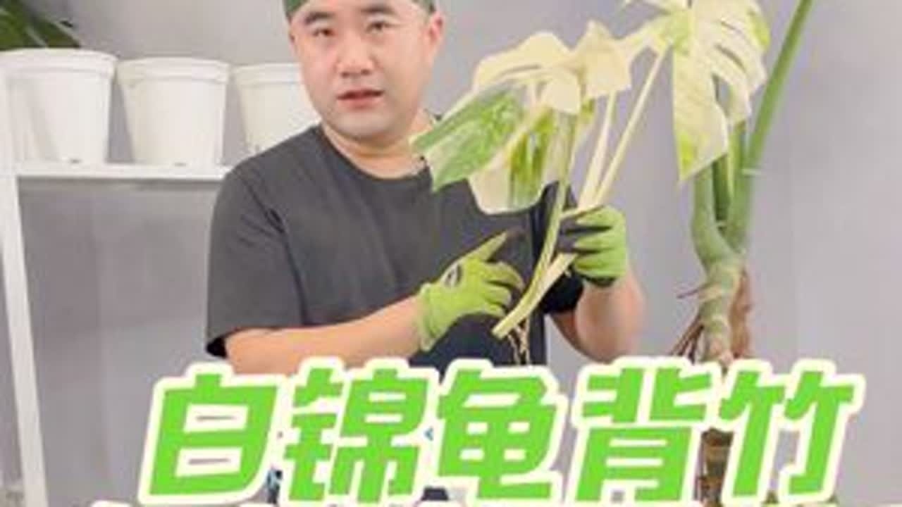 白锦龟背竹如何中段扦插 一盆白锦#龟背竹 经过多场景养护，总结了宝贵经验，但是这盆白锦龟背竹已经不堪入目了，今天把它切了，正好分享一下如何扦插，一盆变多盆#白锦龟背竹 #爱生活爱养花 #热植