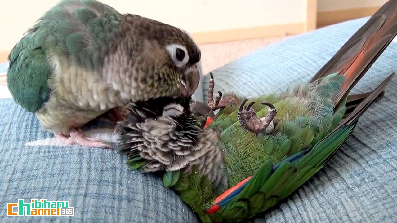 ウロコインコ：チビハル 【いかがですか～？】