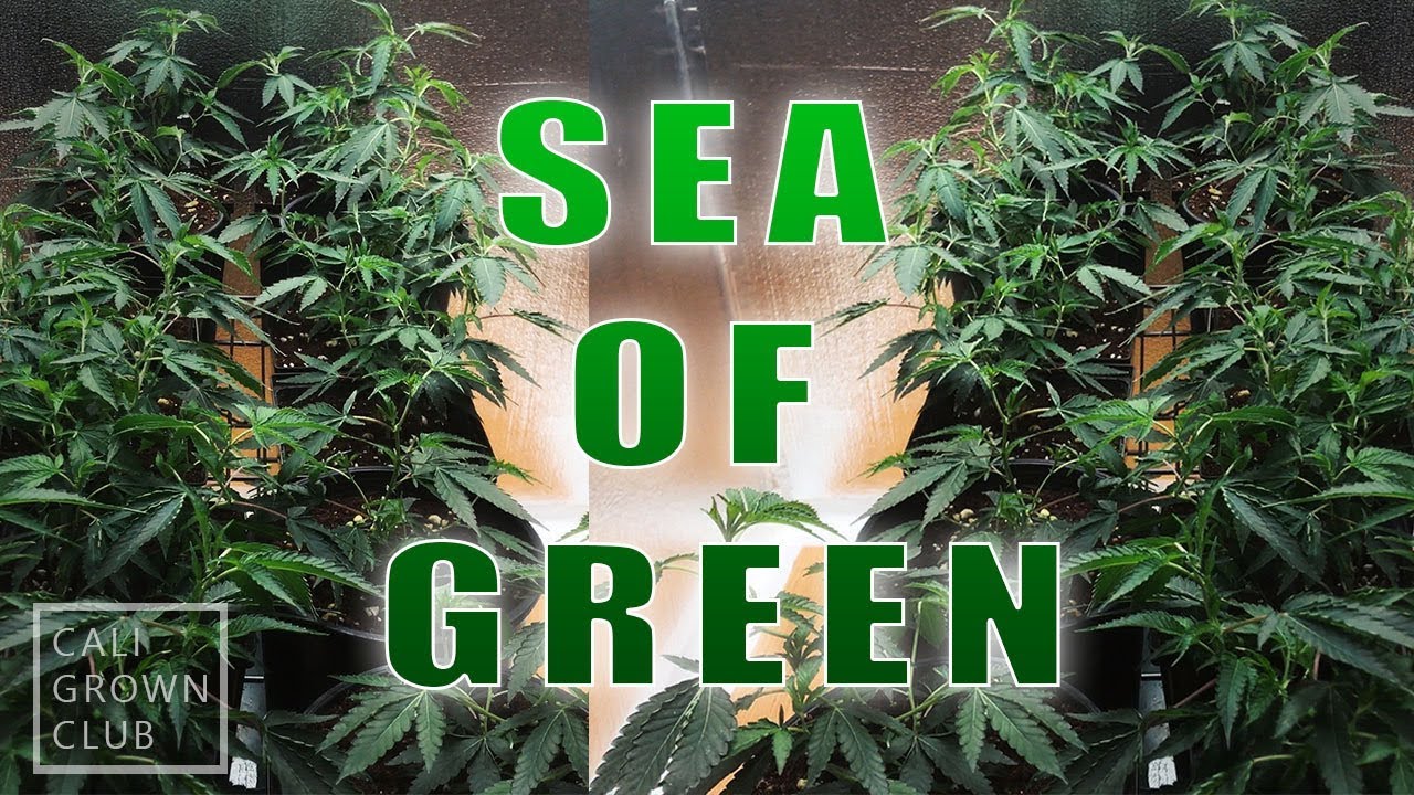 Sea of Green - EP5