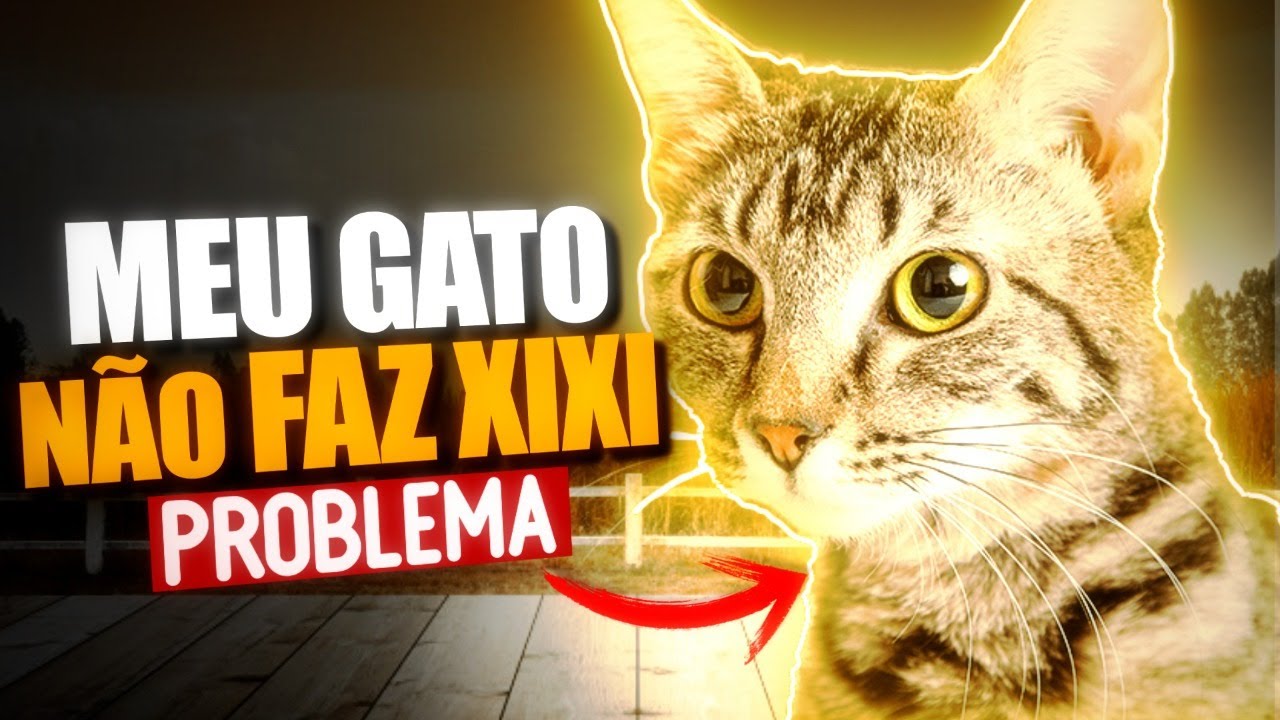OBSTRUÇÃO URINÁRIA EM GATOS - O que fazer? / Dicas Pet