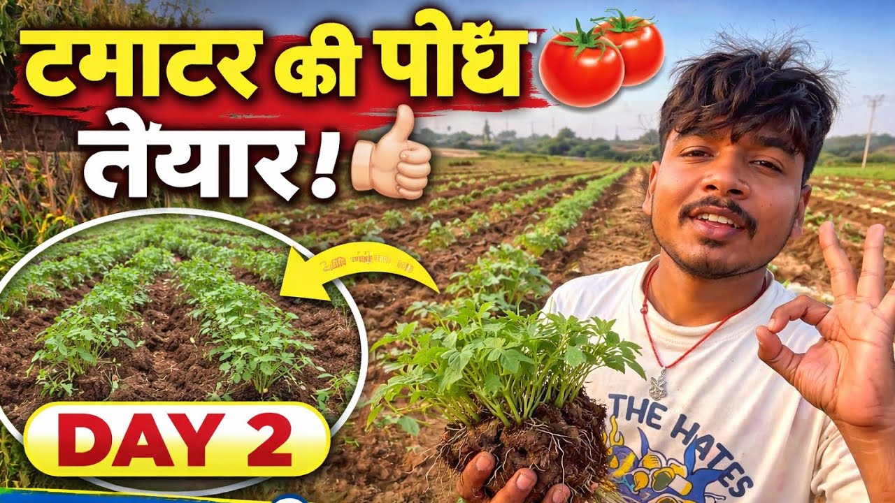 टमाटर की खेती Day 2 | मेहनत रंग लाई 💪🌱 😱#dailyvlogging #90dayschallenge #day25 