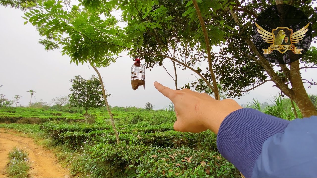 Đi Tuyển Khuyên Mồi Thay Thế Cho Mồi Già - Chọn Được Chim Rất Gấu - Choose A Bird To Trap | KTB