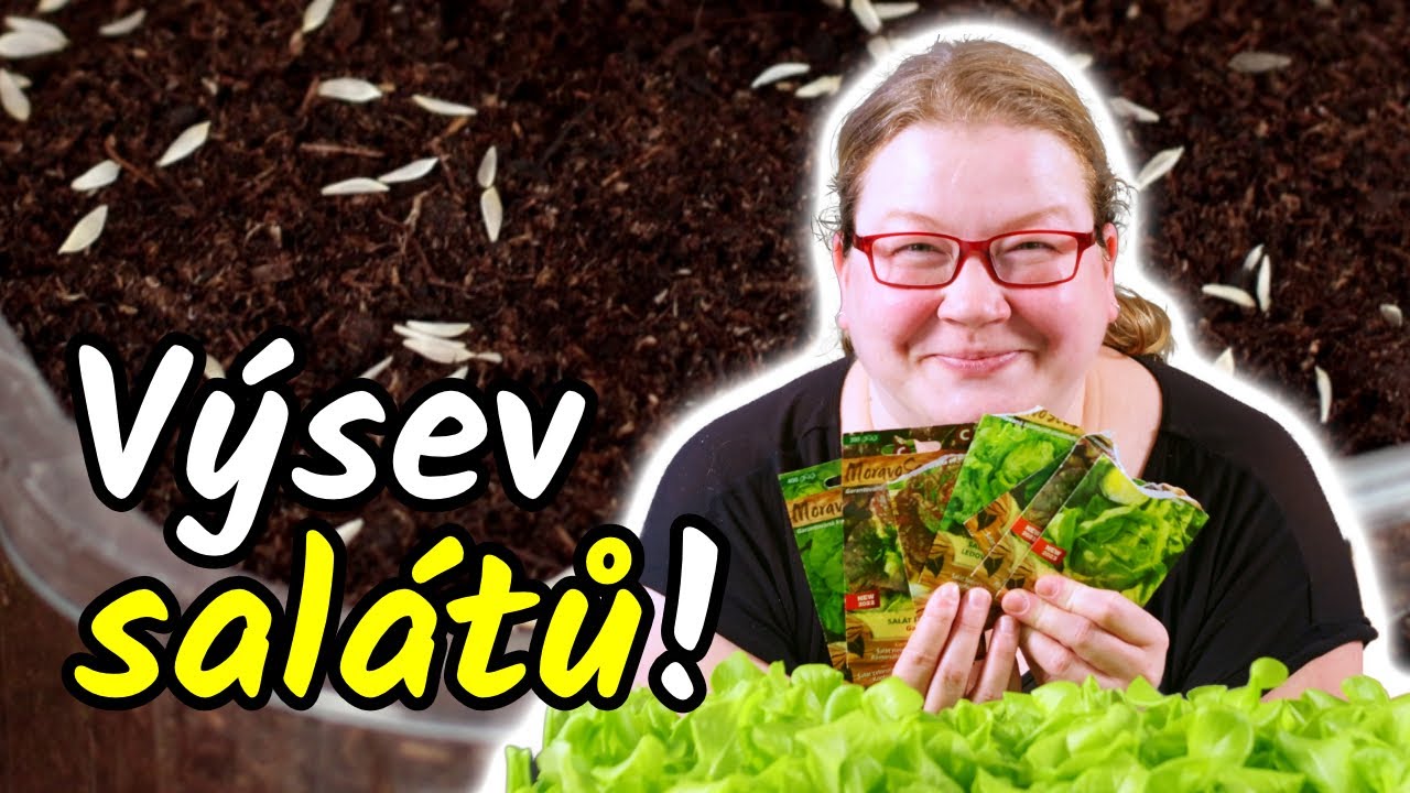⛔ NE-VY-SÉ-VEJ-TE SALÁTY dokud si nepustíte toto video! Výsev salátů pro předpěstování sazenic