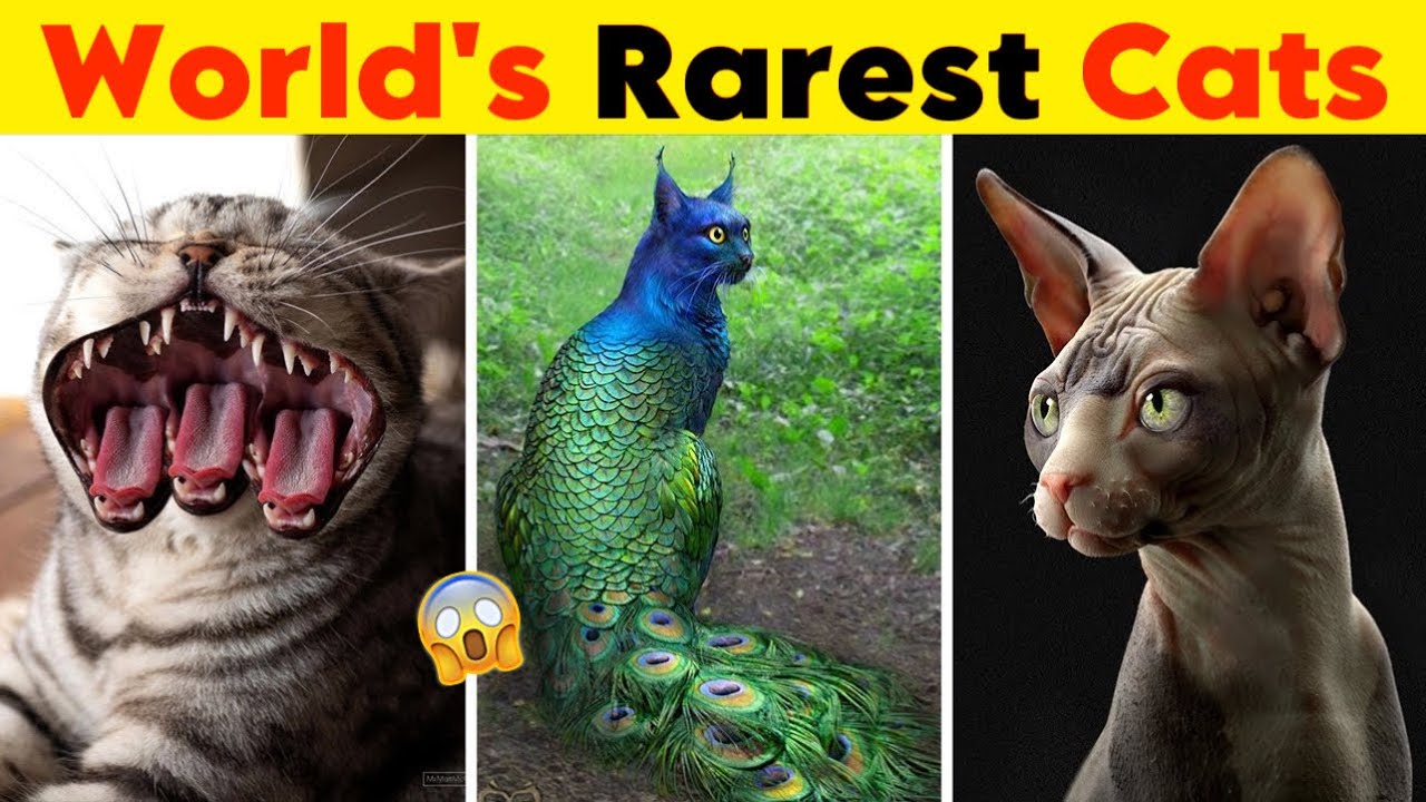 10 Rare Cat Species Around the Globe - TopTenz Guide
