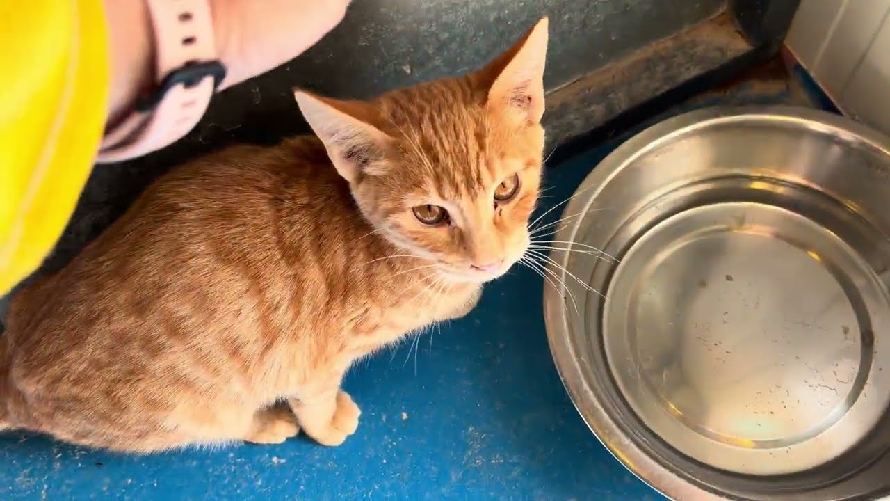 Triple A Gatos Chalie RCancio