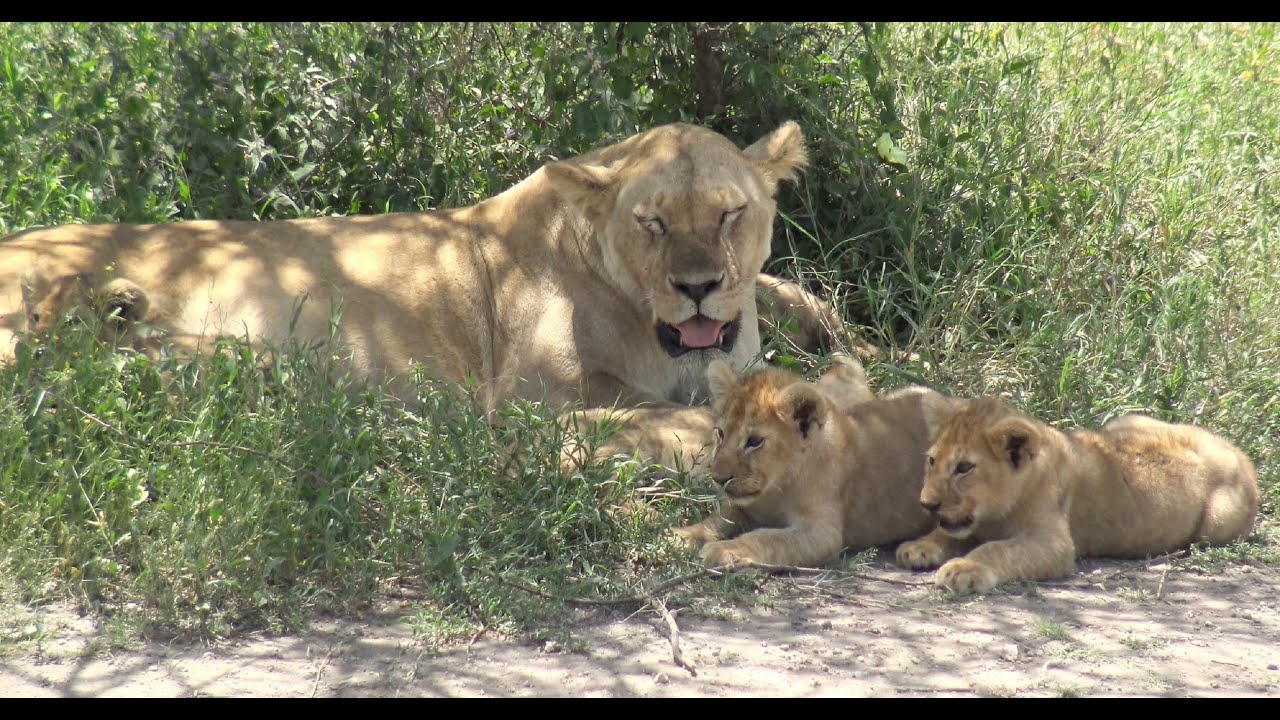 Tansania-Safari Teil 3