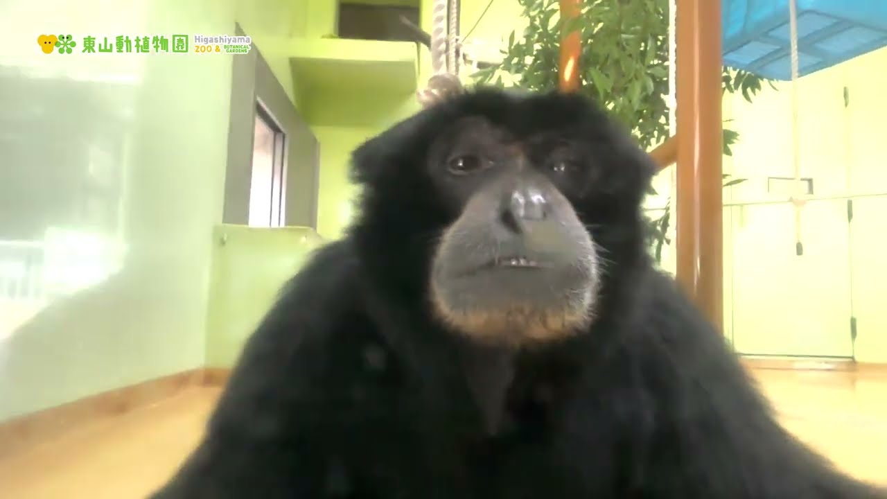 【東山動植物園公式】近すぎるケイジ《 フクロテナガザル　テナガザル　サル 》