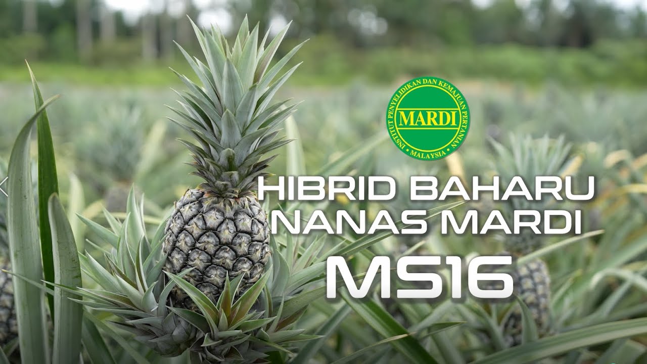 MONTAJ PELANCARAN HIBRID BAHARU NANAS MARDI MS16