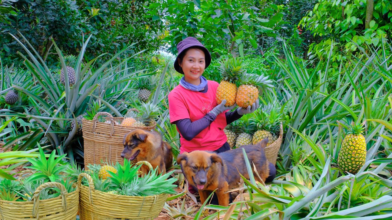 Harvesting Pineapple Goes To Market Sell - Picking up Firewood for Cooking, Farming | Tieu Lien