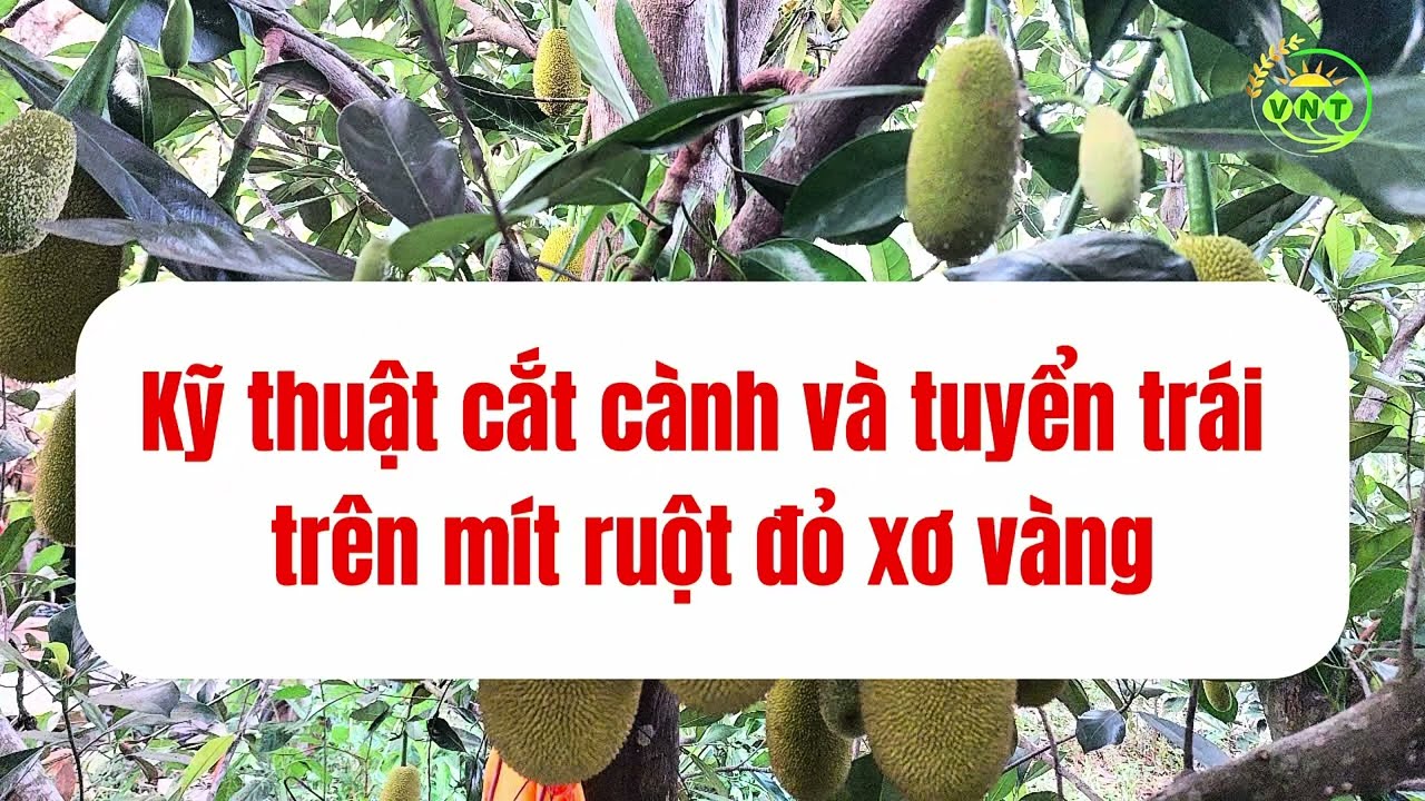 Kỹ Thuật Cắt Tỉa Và Tuyển Trái Trên Mít Ruột Đỏ Xơ Vàng