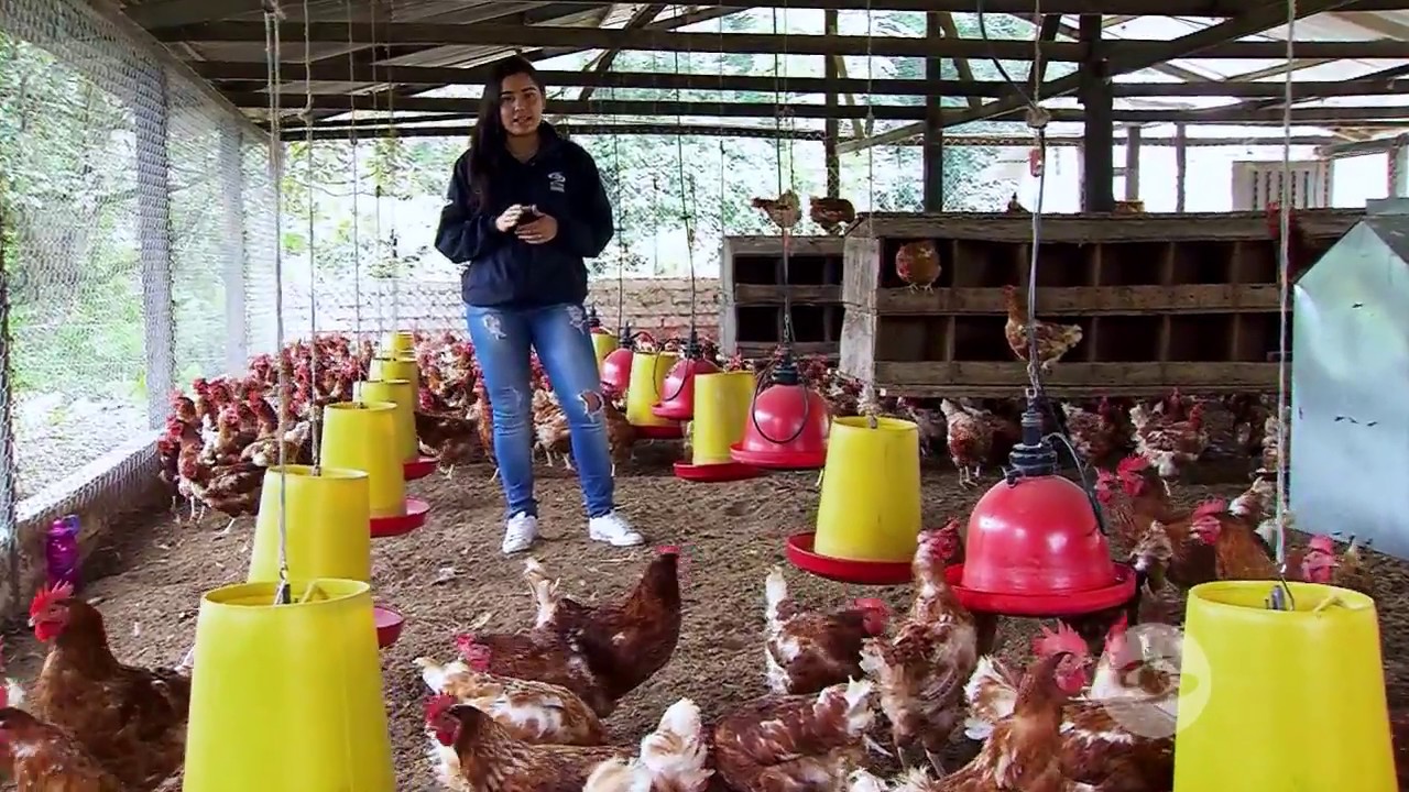 Situaciones que afectan la postura de las gallinas | La Finca de Hoy